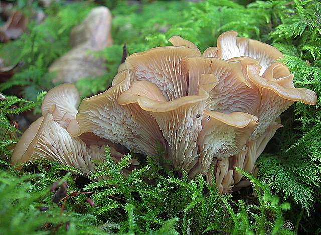 Funghi trasformisti , necrofili e sterili